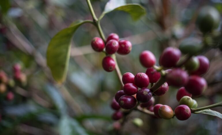 The Geisha bean is the leading lady of Tokyo’s coffee scene