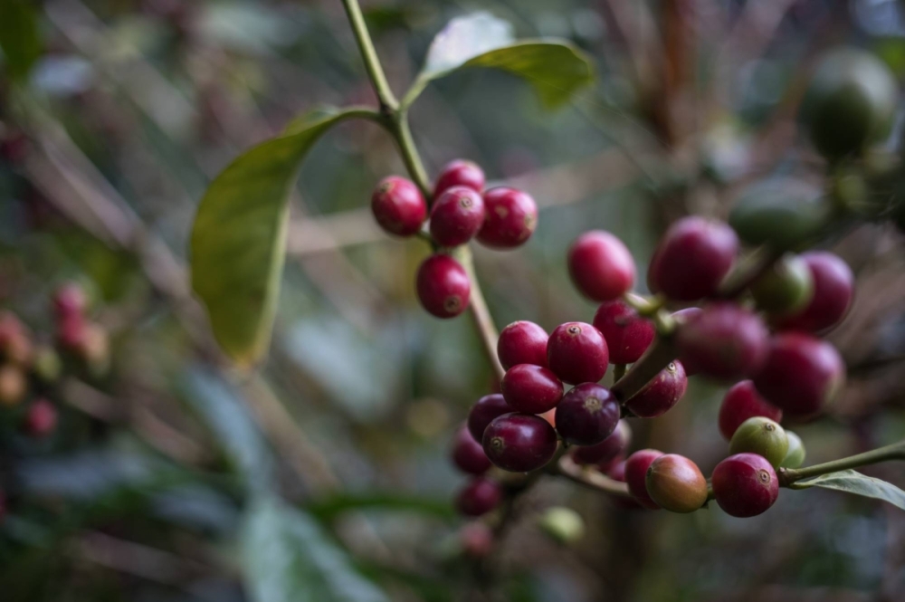 The Geisha bean is the leading lady of Tokyo’s coffee scene