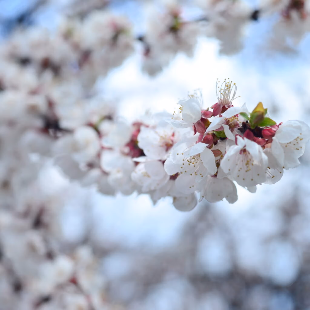 Japans Cherry Blossom Season Where and When to See It